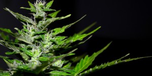Beitragsbild des Blogbeitrags CBD – so kann es dir helfen 