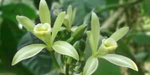 Beitragsbild des Blogbeitrags Vanille – das perfekte Aroma