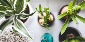Beitragsbild des Blogbeitrags Die besten Nützlinge für deine Zimmerpflanzen 