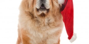 Beitragsbild des Blogbeitrags Weihnachtlicher Geschenke Guide für Kurzentschlossene