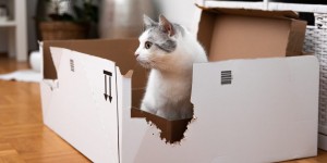 Beitragsbild des Blogbeitrags HausTierHelden: Jetzt spricht Polly Pocket.