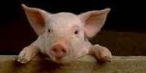 Beitragsbild des Blogbeitrags Breitbart: Zwei Männer wurden zu 18 Monaten Gefängnis verurteilt, nachdem sie ein junges Paar angriffen, das gerade eine Schinkenpizza am Essen war