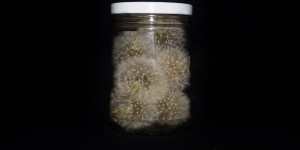 Beitragsbild des Blogbeitrags DIY Anleitung – Pusteblumen im Glas