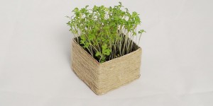 Beitragsbild des Blogbeitrags DIY Anleitung – Mini Garten für die Küche – Tetrapack Upcycling 
