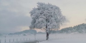 Beitragsbild des Blogbeitrags Verschneiter Baum im Hinterkaiser – Bild des Monats Dezember 2017
