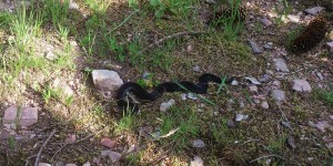 Beitragsbild des Blogbeitrags Ist die Schlange giftig oder ungiftig? Merkmale zur Bestimmung von Giftschlangen in Österreich 