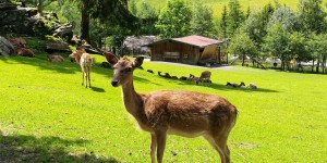 Beitragsbild des Blogbeitrags Wildpark Ferleiten: Ausflugsziel an der Großglocknerstraße 