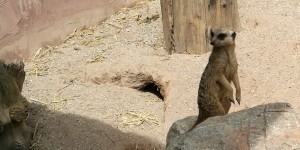 Beitragsbild des Blogbeitrags Raritätenzoo Ebbs: ein kleiner feiner Zoo *Werbung