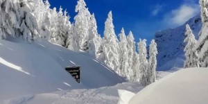 Beitragsbild des Blogbeitrags Verschneite Bäume – Bild des Monats im Jänner 2019 