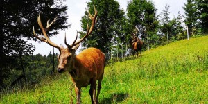 Beitragsbild des Blogbeitrags Wildpark Wildbichl: Park mit Tradition