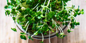 Beitragsbild des Blogbeitrags Kreative Garten-Ideen mit Kindern