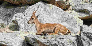 Beitragsbild des Blogbeitrags Alpenzoo Innsbruck: Tiere der Alpen 