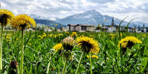 Beitragsbild des Blogbeitrags Honig und Sirup aus Löwenzahn – Rezept