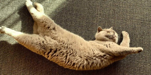 Beitragsbild des Blogbeitrags DIY Spielparadies für Katzen – das kostenlose E-Book