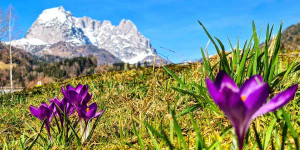 Beitragsbild des Blogbeitrags Erste Krokusse in Kirchdorf – Bild des Monats im März 2023