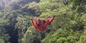 Beitragsbild des Blogbeitrags Affe Chantek mit 39 Jahren gestorben – TopEasy (8.8.)