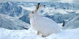 Beitragsbild des Blogbeitrags Ein Anwalt wurde in Wien wegen Anstiftung zum Mord festgenommen – TopEasy (30.03.) 