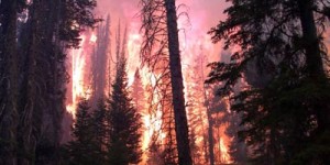 Beitragsbild des Blogbeitrags 7 Tote bei Waldbränden in Kalifornien – TopEasy (30.07.)