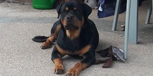 Beitragsbild des Blogbeitrags Maulkorbpflicht für alle Hunde?