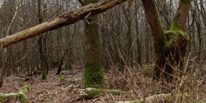 Beitragsbild des Blogbeitrags Sturmschäden in ganz Österreich – TopEasy (30.10.)