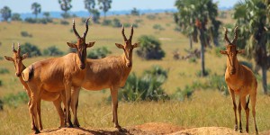 Beitragsbild des Blogbeitrags 60 Prozent weniger Wildtiere: Menschlicher Raubbau beschleunigt Artensterben 