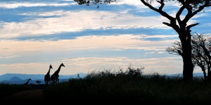 Beitragsbild des Blogbeitrags Schlafwandelnd in die Katastrophe? Weltwirtschaftsforum ruft zu internationaler Kooperation auf