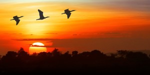 Beitragsbild des Blogbeitrags WMO Klima Bericht – Es wird immer heißer auf der Welt. Und kein Ende in Sicht. 