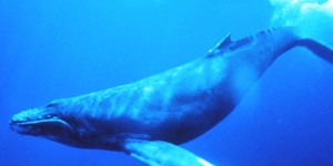 Beitragsbild des Blogbeitrags Japan „erlaubt sich selbst“ wieder kommerziellen Walfang 