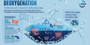Beitragsbild des Blogbeitrags IUCN-Report: Zu wenig Sauerstoff – den Meeren geht der Atem aus 