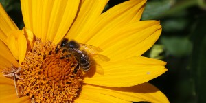 Beitragsbild des Blogbeitrags Menschenrecht und -pflicht: Nachhaltiger Umgang mit der Biosphäre