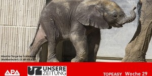 Beitragsbild des Blogbeitrags TopEasy-Wochenschau (KW 29) – Nachrichten leicht verständlich 