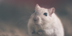 Beitragsbild des Blogbeitrags Warum gehören Tierversuche noch nicht der Vergangenheit an?