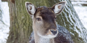 Beitragsbild des Blogbeitrags Gatterjagd im Burgenland: Soll das Volk darüber entscheiden?