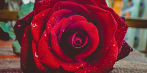 Beitragsbild des Blogbeitrags Single, zum Glück!