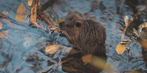 Beitragsbild des Blogbeitrags Baum fällt: Tag des Bibers