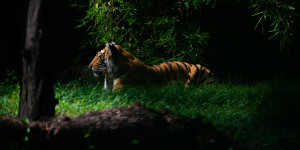 Beitragsbild des Blogbeitrags Tag des Tigers: Gestreifter Segen für das Ökosystem