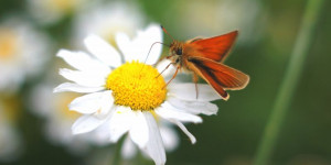 Beitragsbild des Blogbeitrags Facetten der Poesie III