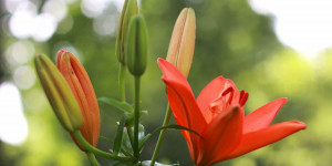 Beitragsbild des Blogbeitrags Facetten der Poesie IV: Das Erwachen der Knospe des Glücks