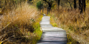Beitragsbild des Blogbeitrags Wir befinden uns auf dem Holzweg