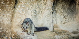 Beitragsbild des Blogbeitrags Possum hielt in Neuseeland eine Frau als Geisel fest – TopEasy aktuell