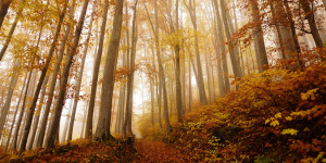 Beitragsbild des Blogbeitrags Österreich in Farben: So schön war der Herbst 2021