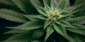 Beitragsbild des Blogbeitrags Warum wir auch in Österreich Cannabis legalisieren sollten