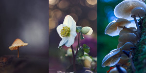 Beitragsbild des Blogbeitrags Facetten der Poesie V: Eine Welt sei im Werden und sie sei voller zauberhafter Magie