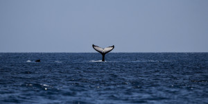 Beitragsbild des Blogbeitrags Wale beim Wandern in großer Gefahr 