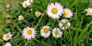 Beitragsbild des Blogbeitrags goodnUZ: unterstützte Bienen, adoptierte Rechnungen, hormonfreie Verhütung & komponierte Botschaft