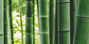 Beitragsbild des Blogbeitrags Bambus: Eine Alternative im Kampf gegen den Klimawandel in Uganda