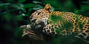 Beitragsbild des Blogbeitrags Tren Maya bedroht Jaguar und andere Tierarten 