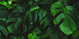 Beitragsbild des Blogbeitrags Kein Leben ohne Pflanzen