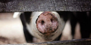 Beitragsbild des Blogbeitrags Vom Hausschwein zum globalen Massenprodukt 