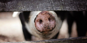 Beitragsbild des Blogbeitrags Vom Hausschwein zum globalen Massenprodukt